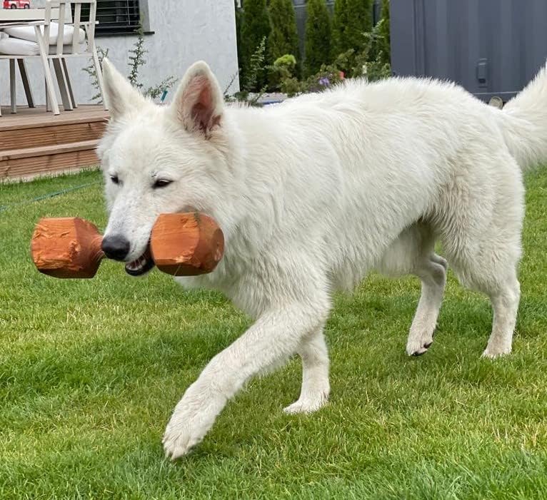Dingo Apportier Holz aus einem Stück Erlenholz Apport für Gehorsam Obedience Spiel, Spass und Hundet