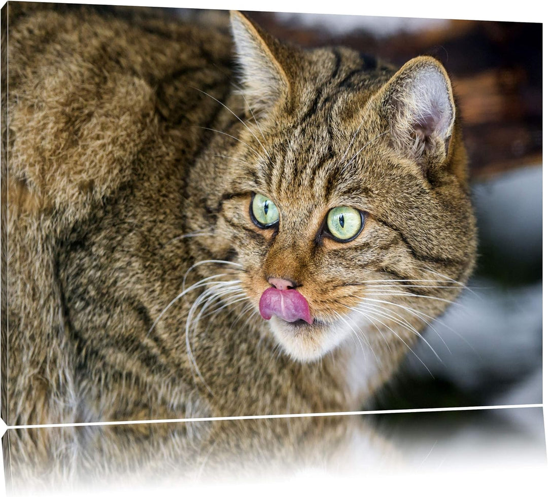 schöne Manul in Schneelandschaft auf Leinwand, XXL riesige Bilder fertig gerahmt mit Keilrahmen, Kun