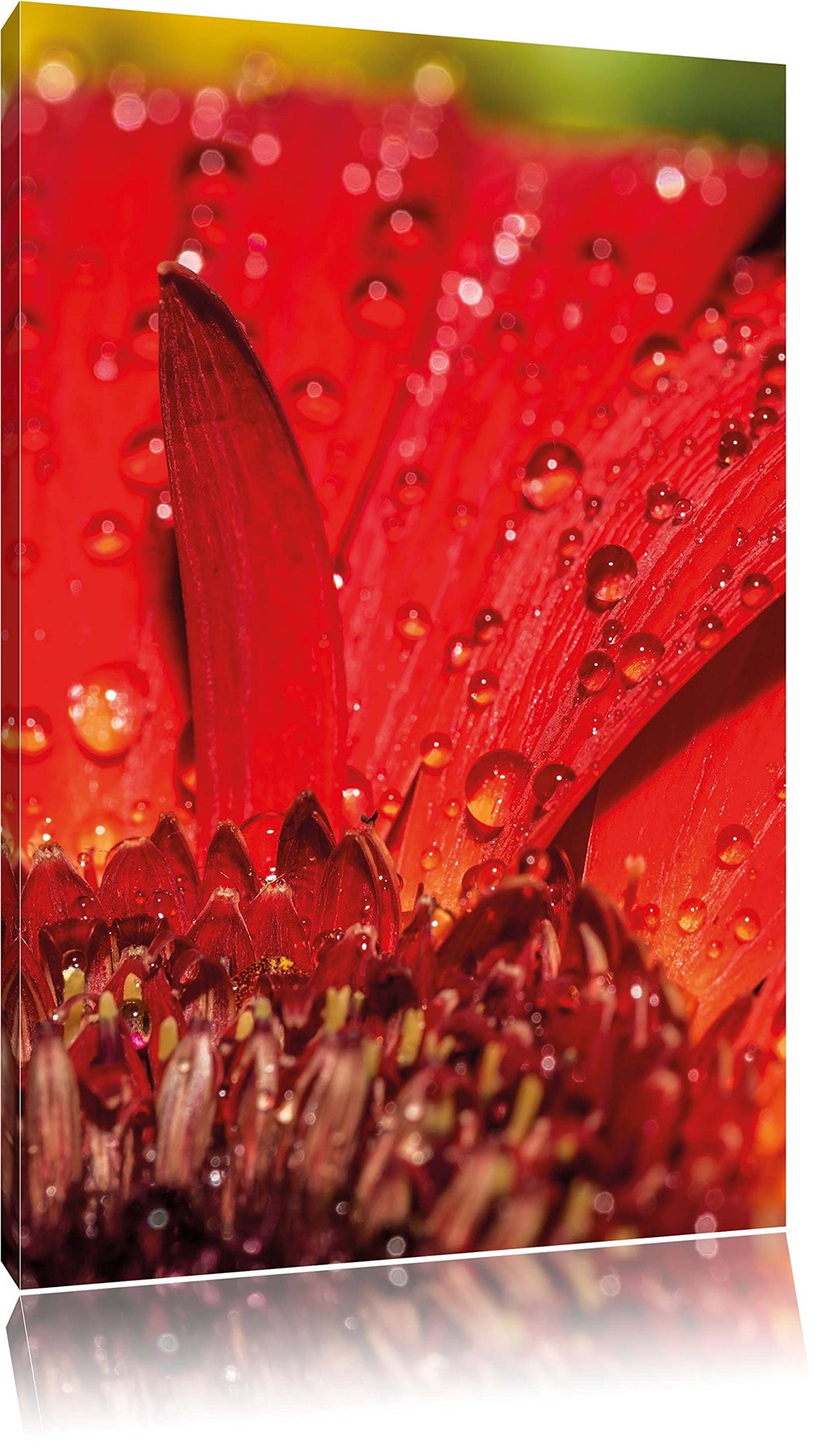 Pixxprint Tautropfen auf roter Blume, Format: 100x70 auf Leinwand, 100x70