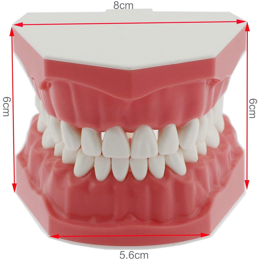 DENTALMALL Zahnputz-Modell, Zähne, Typodont, Muster, sichtbar, Anatomie, Demonstration, Lehr, Standa