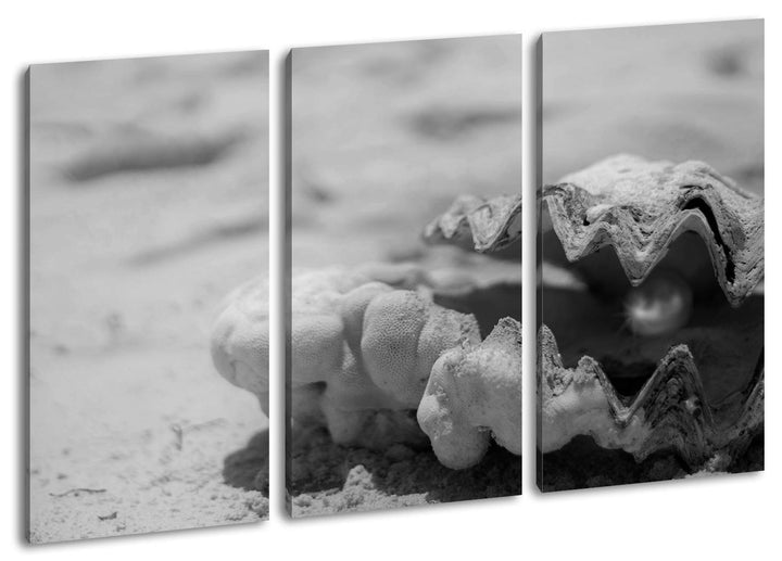 deyoli gestrandete Perlenmuschel Format: 3-teilig 120x80 Effekt: Schwarz&amp;Weiss als Leinwand, Motiv f