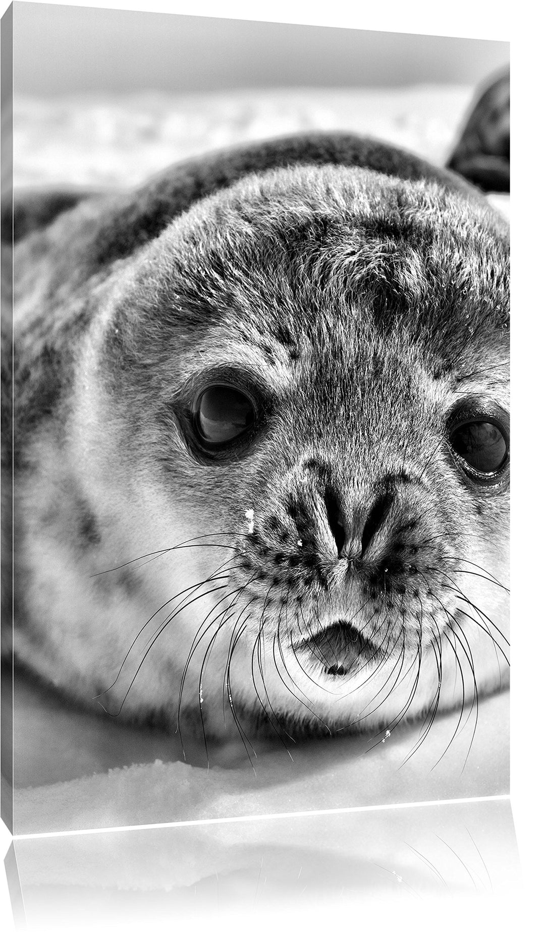 Pixxprint Süsses Robben Baby als Leinwandbild/Grösse: 120x80 cm/Wandbild/Kunstdruck/fertig bespannt,