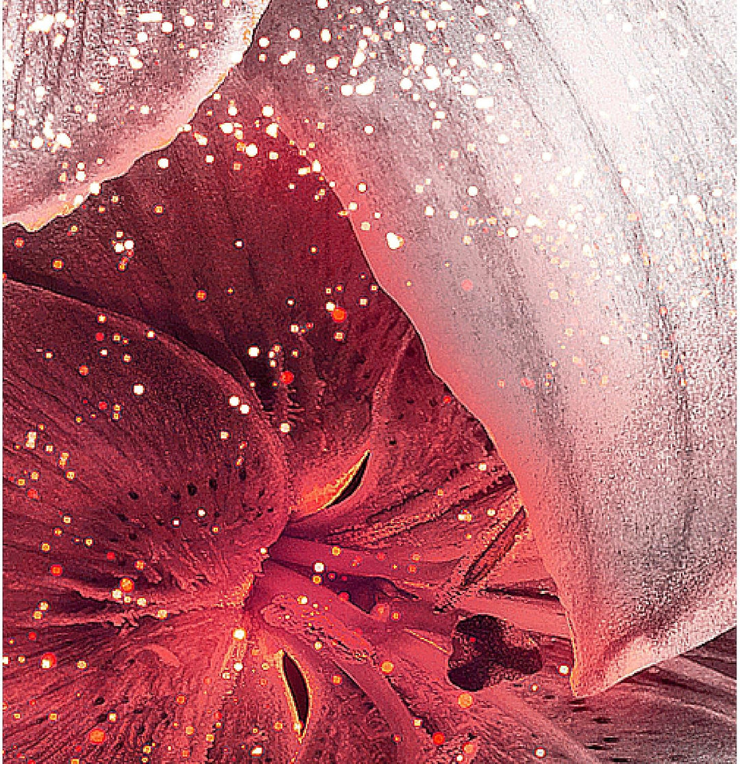 Runa Art Bild Wohnzimmer Schlafzimmer Blumen Lilien 5 Teilig Abstrakt Schwarz Rot Wandbilder auf Vli