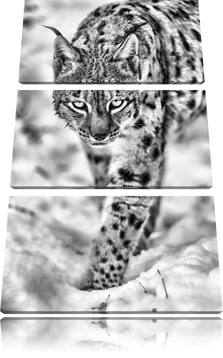 Pixxprint wachsamer Luchs im Schnee als Leinwandbild/Grösse: 3 Teilig (120x80) cm/Wandbild/Kunstdruc