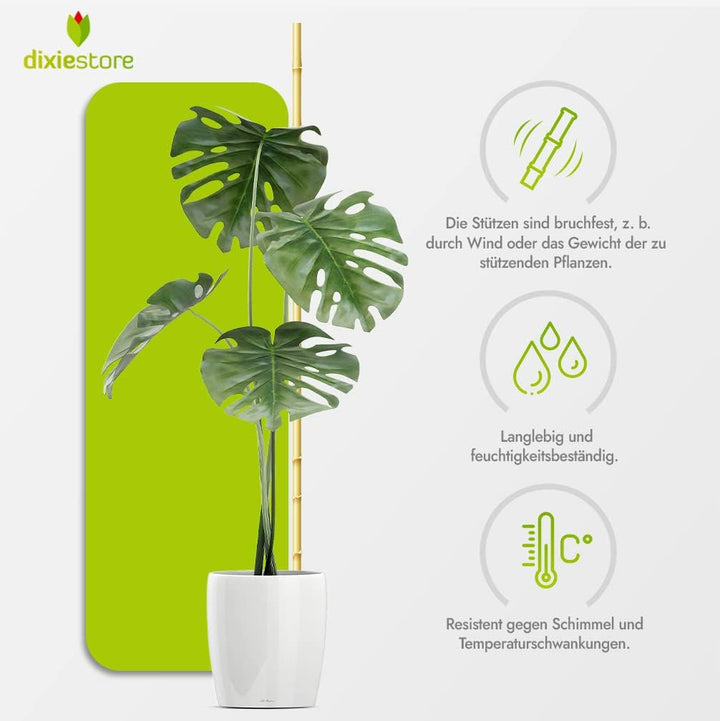 DIXIE STORE Bambusstäbe - Bambusstangen Set Blumenstützen - Robuste Pflanzenstäben aus Bambus 150 cm