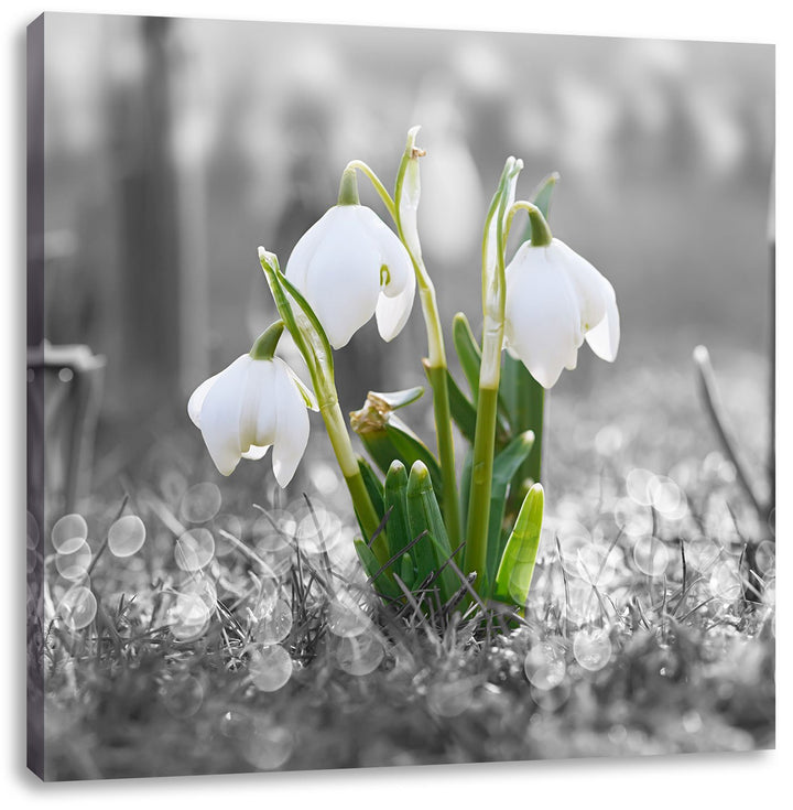 Pixxprint schöne Schneeglöckchen im Morgentau schwarz/weiss, Format: 70x70 auf Leinwand, 70x70