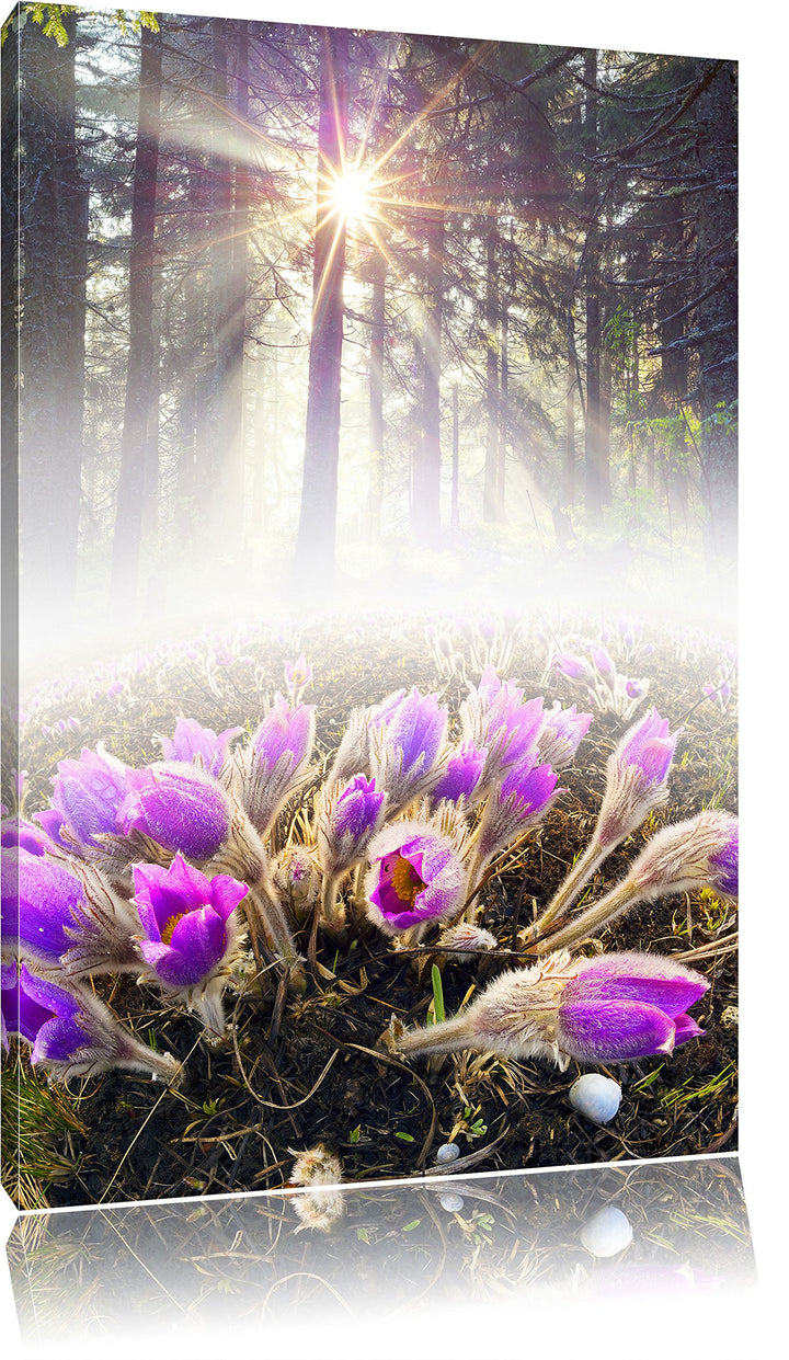 Pixxprint blühende lila Blumen im Wald, Format: 100x70 auf Leinwand, 100x70