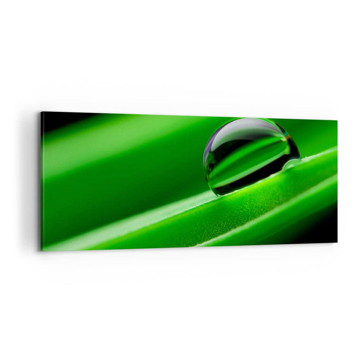 Panorama Bilder auf Leinwand 100x40cm Leinwandbild Pflanze Tropfen Wasser Blase Gross Wanddeko Bild