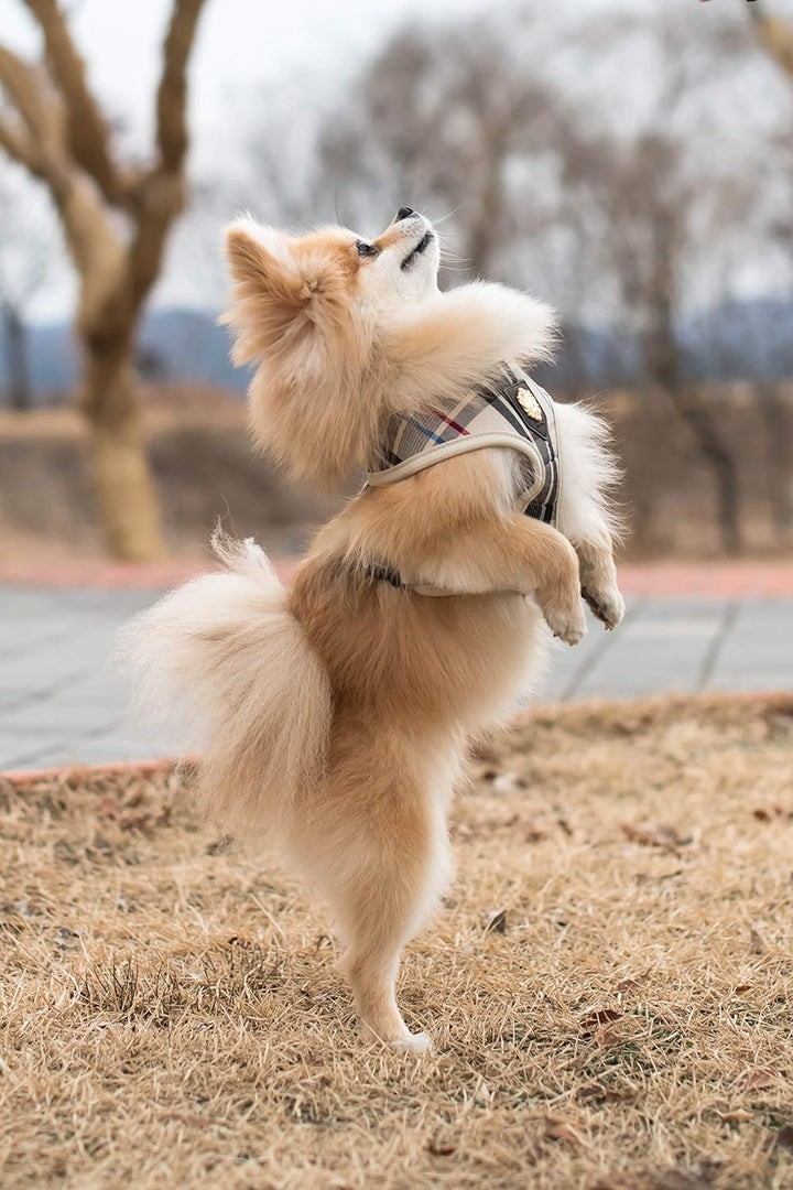 Puppia Junior - Hundegeschirr für kleine Hunde - leicht und super weich - Auch als Welpengeschirr ve