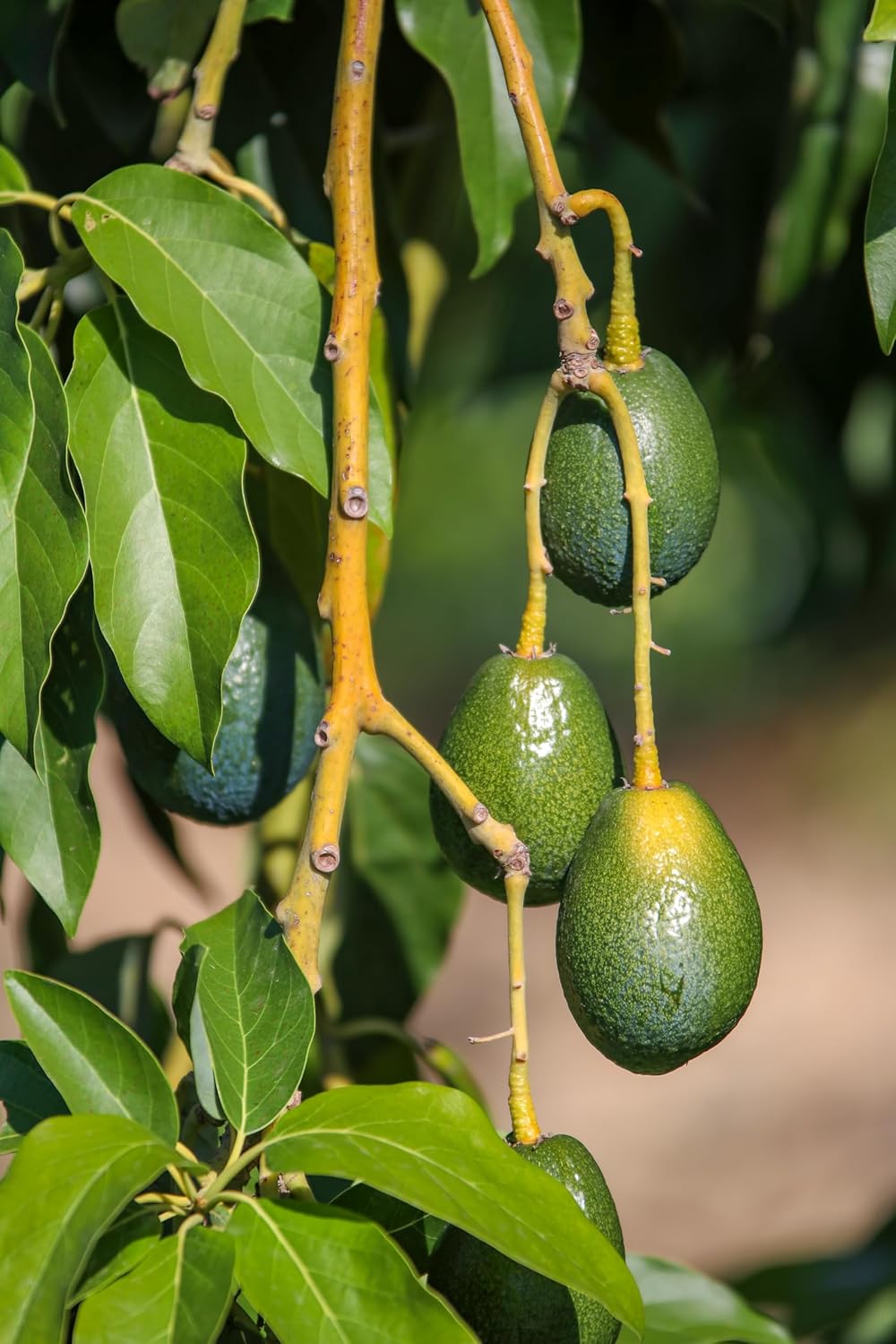CHOSA Bio-Avocadoöl 500 ml - Kaltgepresst - Unraffiniert - 100% Natürlich - Pur - Nachhaltig - Natür