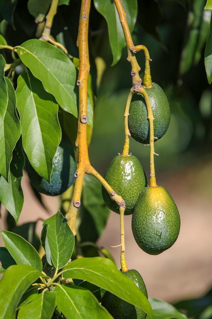 CHOSA Bio-Avocadoöl 500 ml - Kaltgepresst - Unraffiniert - 100% Natürlich - Pur - Nachhaltig - Natür