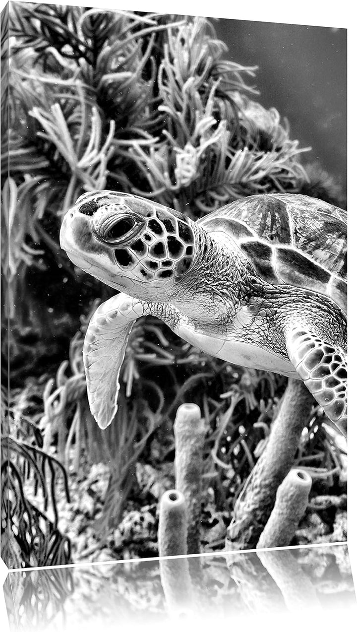 Pixxprint Monocrome, Meeresschildkröte, Format: 100x70 auf Leinwand, 100x70