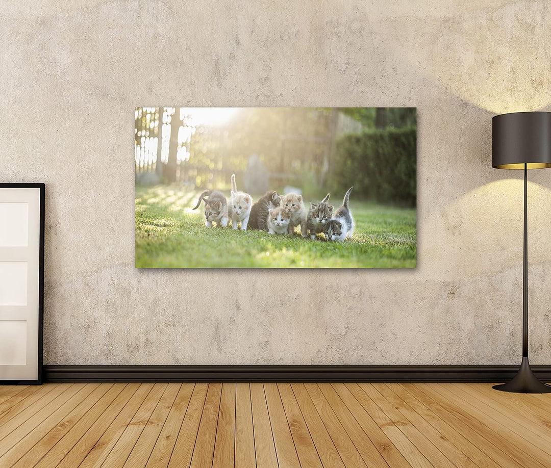islandburner Bild auf Leinwand Sieben Junge Katzen Kätzchen Auf Der Wiese Bilder Wandbilder Poster,
