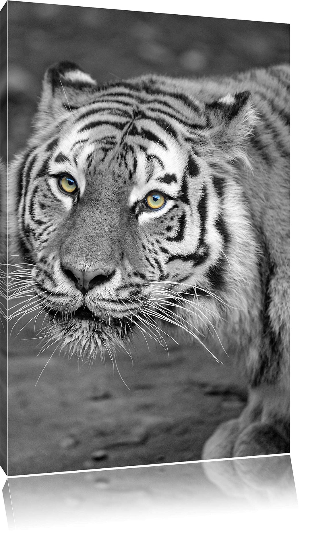 scheuer grosser Tiger schwarz/weiss auf Leinwand, XXL riesige Bilder fertig gerahmt mit Keilrahmen,