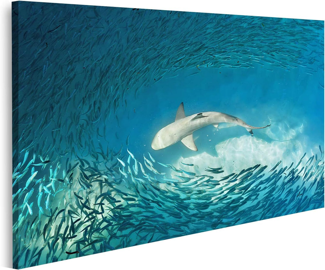 islandburner Bild auf Leinwand Hai Kleine Fische Ozean Natur Hintergrund Bilder Wandbilder Poster Le