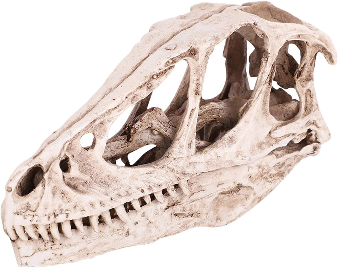 BRRNOO Dinosaurier-Knochen, Dinosaurier-Fossilien, Dinosaurier-Skelette, Modell, Simuliertes Tierske