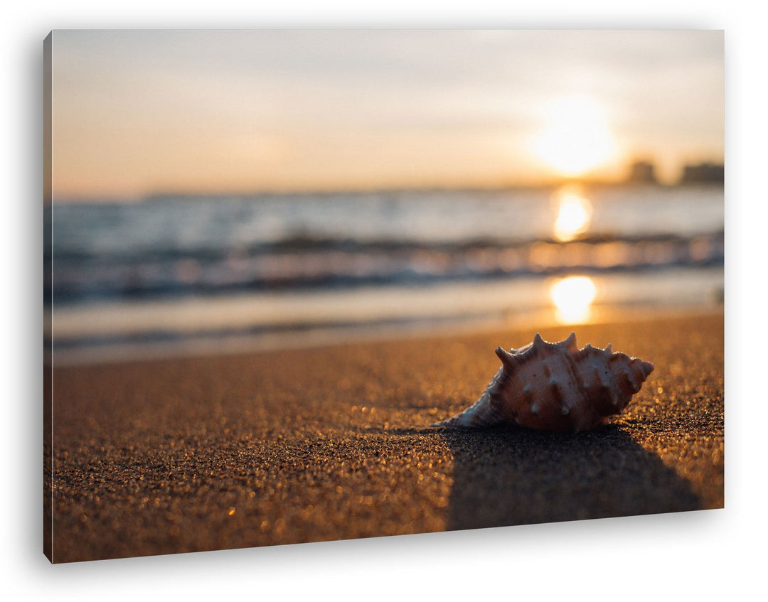 deyoli einzelne Muschel am Strand Format: 80x60 als Leinwand, Motiv fertig gerahmt auf Echtholzrahme
