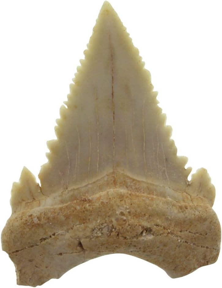 Original Fossiler Hai-Zahn mit Personalisierung - Tolle Geschenkidee aus der Urzeit mit persönlicher