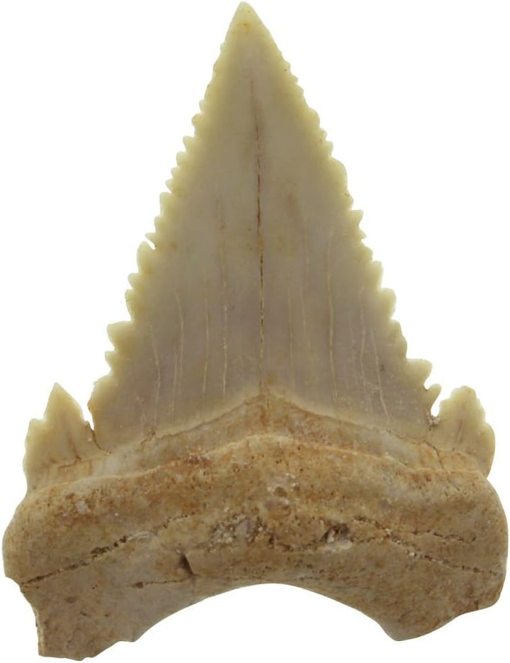 Original Fossiler Hai-Zahn mit Personalisierung - Tolle Geschenkidee aus der Urzeit mit persönlicher