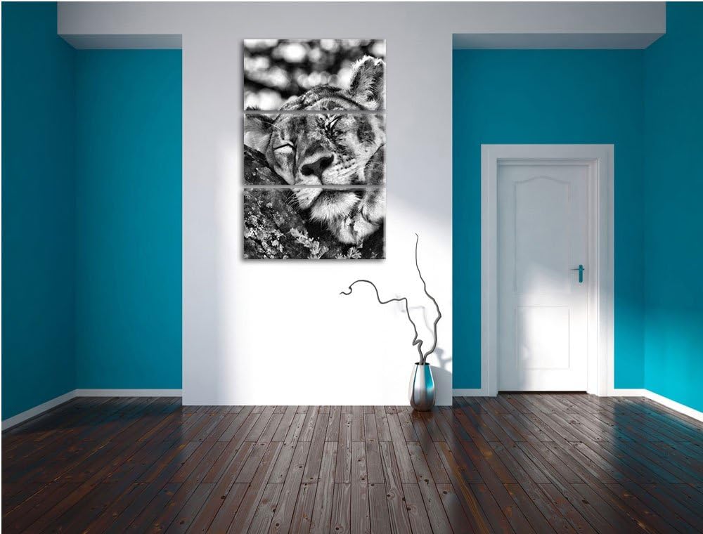 Pixxprint müde Löwin ruht auf Baum als Leinwandbild/Grösse: 3 Teilig (120x80) cm/Wandbild/Kunstdruck