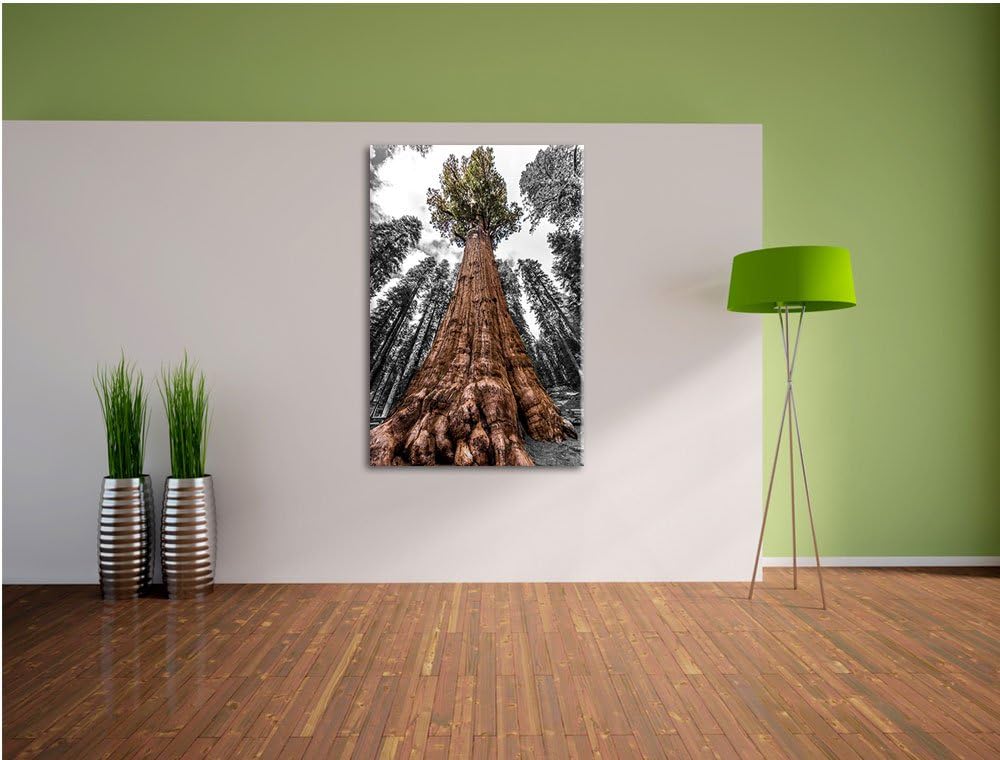 Wald Riesenbaum Regenwald Nebel schwarz/weiss Format: 100x70 auf Leinwand, XXL riesige Bilder fertig