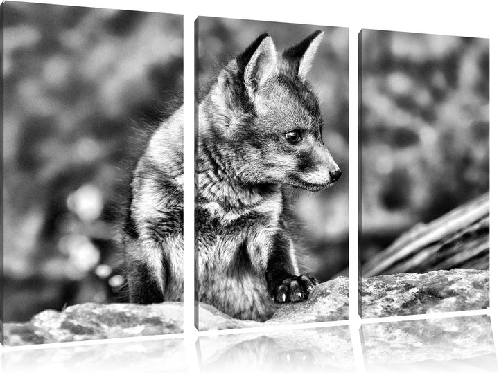 Pixxprint junger Fuchs als Leinwandbild/Grösse: 3 Teilig (120x80) cm/Wandbild/Kunstdruck/fertig besp