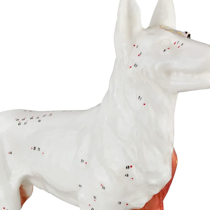 Akupunktur Anatomie TCM Hundekörper Modell Figur Akupunkturmodell Lehrmittel Hund Tier Muskelmodell