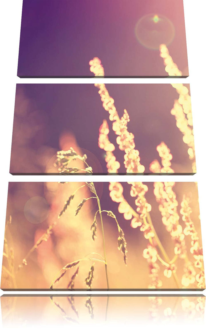 Pixxprint Gräser im Sonnenuntergang als Leinwandbild/Grösse: 3 Teilig (120x80) cm/Wandbild/Kunstdruc