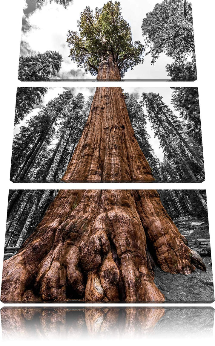 Wald Riesenbaum Regenwald Nebel schwarz/weiss 3-Teiler Leinwandbild 120x80 Bild auf Leinwand, XXL ri