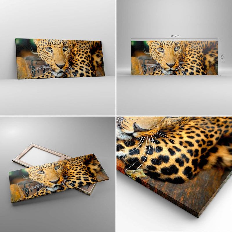 Panorama Bilder auf Leinwand 100x40cm Leinwandbild Tiere gefährlich wilde katze Gross Wanddeko Bild