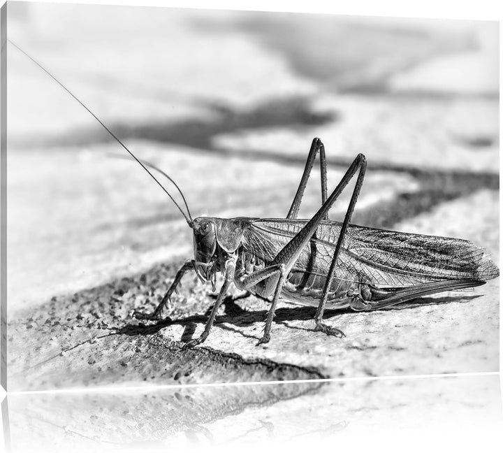 Pixxprint Elegante Heuschrecke / 100x70cm Leinwandbild bespannt auf Holzrahmen/Wandbild Kunstdruck D