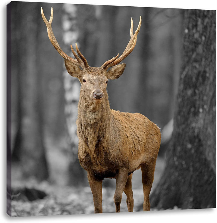 Pixxprint Schöner Hirsch im Wald Schwarz/Weiss, Format: 70x70 auf Leinwand, 70x70