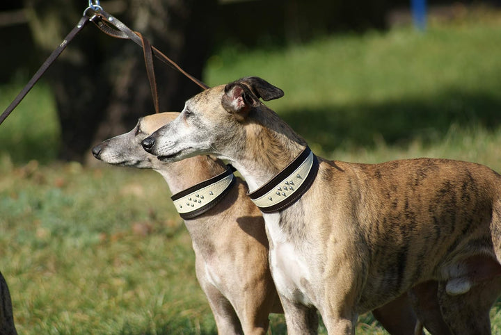 Dingo Weiches Lederhalsband für Windhund Eleganz Halsband Soft 12401 Braun 41 cm L, Braun 41 cm L