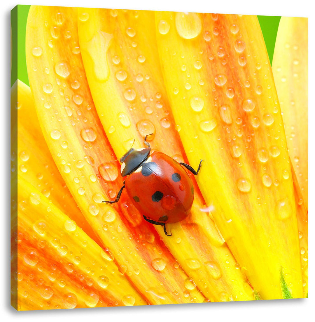 Pixxprint Marienkäfer auf gelber Blume / 70x70cm Leinwandbild bespannt auf Holzrahmen/Wandbild Kunst