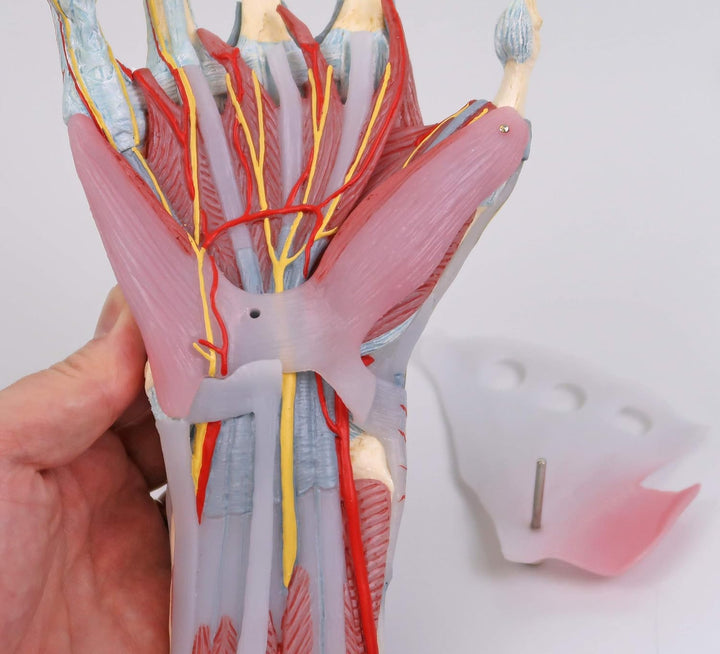 3B Scientific M33/1 Hand-Skelett-Modell mit Bändern und Muskeln + kostenlose Anatomie App - 3B Smart