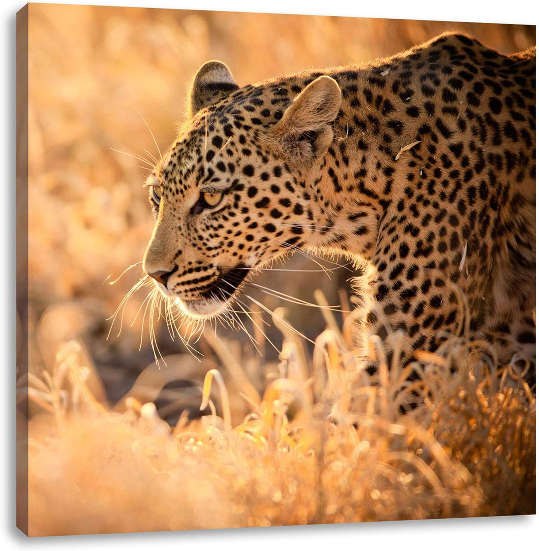 Jagender Leopard, Format: 70x70 auf Leinwand, XXL riesige Bilder fertig gerahmt mit Keilrahmen, Kuns