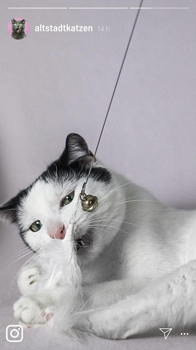 Katzenangel Katzenspielzeug | Stabiler Langer Draht mit 4 Anhängern zum Wechseln mit Federn, echtem