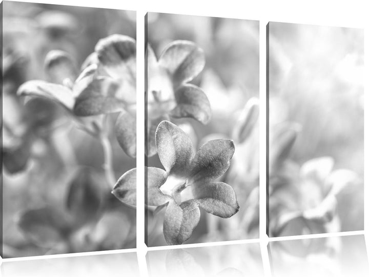 Pixxprint Lilane Lavendelblumen Kunst B&W / 3-Teilig/Gesamtmass 120cm Leinwandbild bespannt auf Holz