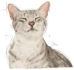 Royal Canin Sensory Feel Jelly | Doppelpack | 2 x 12 x 85 g | Nassfutter für ausgewachsene Katzen |