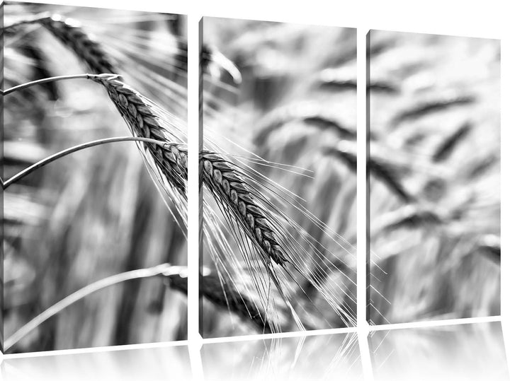 Pixxprint Weizen auf dem Feld als Leinwandbild/Grösse: 3 Teilig (120x80) cm/Wandbild/Kunstdruck/fert