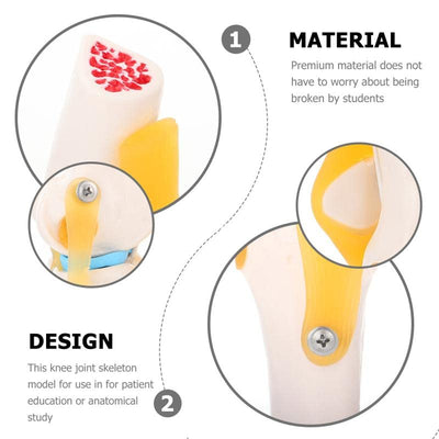 Lebensgrosses Kniegelenkmodell Menschliches Funktionsbandmodell für Skelettanatomiestudien Lehren Si