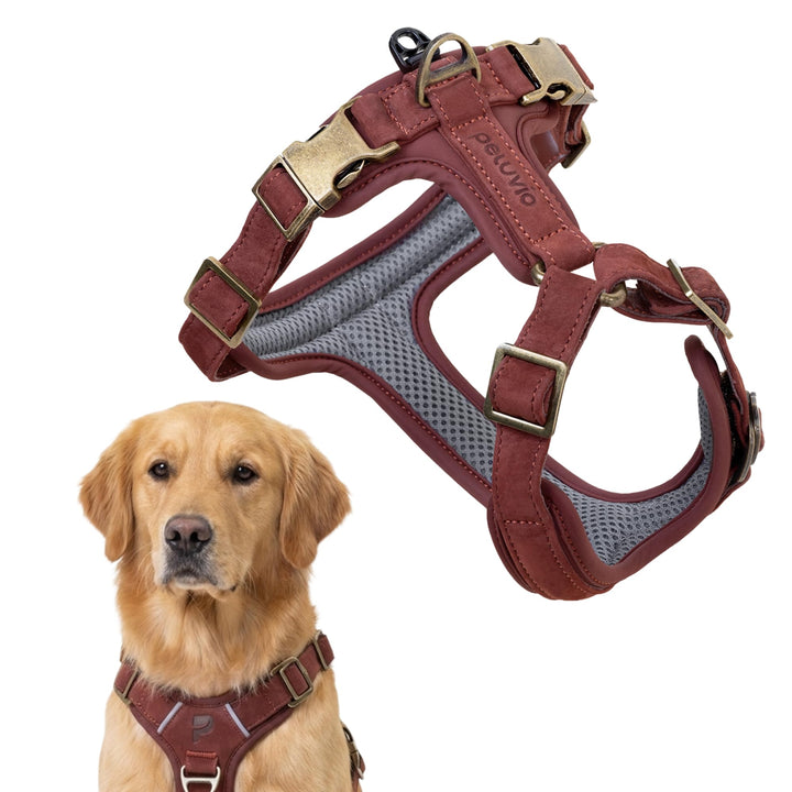 Lord Leder Hundegeschirr mit Guard-Konstruktion | Natürliche Rindsleder, für Grosse Hunde, Komfort u