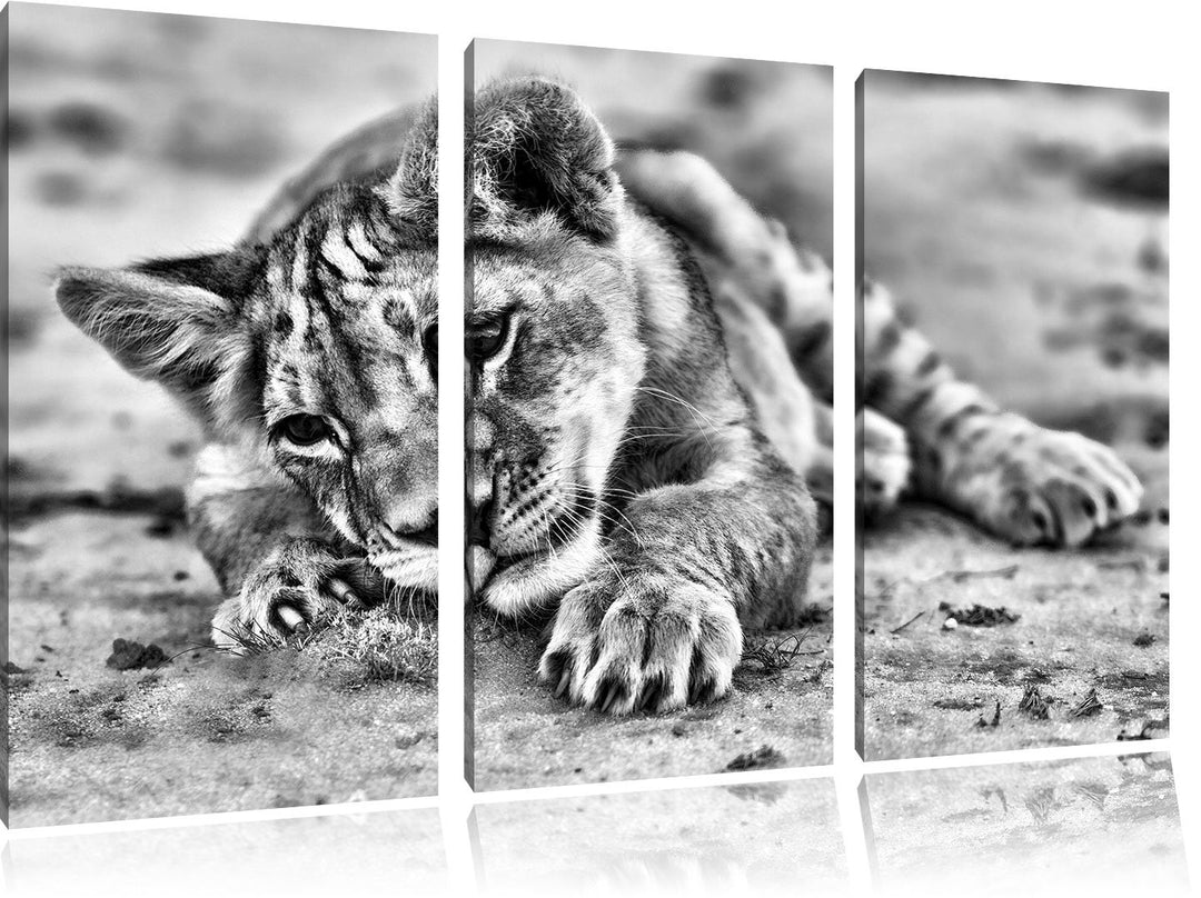 Pixxprint Löwenbaby spielt als Leinwandbild | Grösse: 3 Teilig (120x80) | Wandbild| Kunstdruck | fer