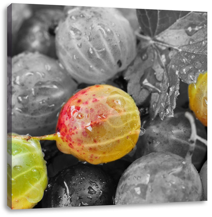 Pixxprint Stachelbeeren mit Wassertropfen / 70x70cm Leinwandbild bespannt auf Holzrahmen/Wandbild Ku