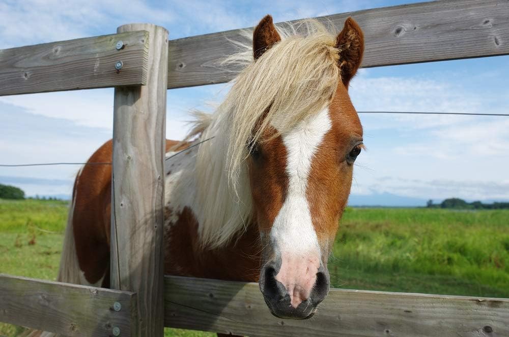 HD PENTAX-D FA 24-70 mm F2.8ED SDM WR Hochleistungs-Standardzoomobjektiv 24 mm Ultraweitwinkel Wette