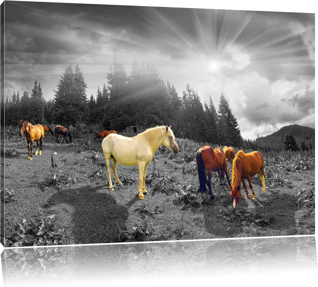 Pixxprint Carpathian Mustangs Pferde auf den Bergen B&W Detail, Format: 100x70 auf Leinwand, 100x70