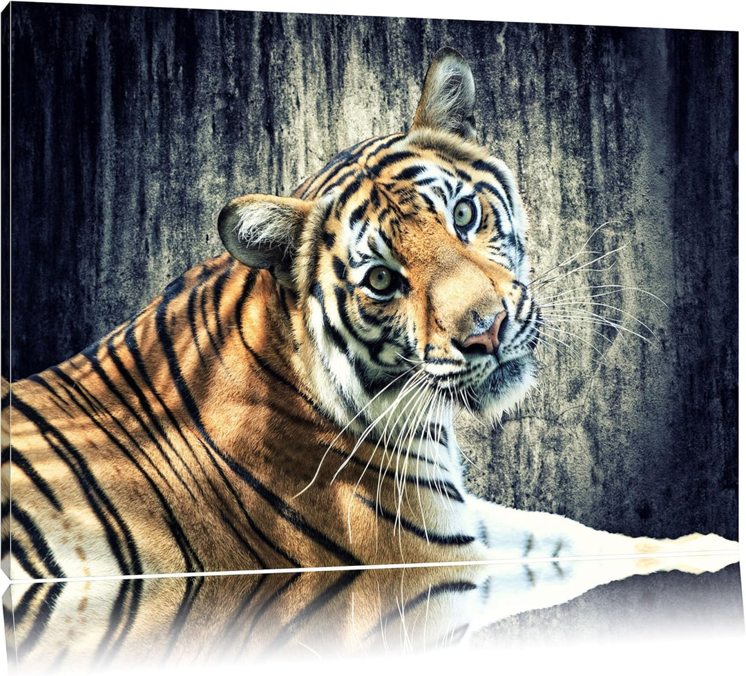 Neugieriger Tiger Format: 100x70 auf Leinwand, XXL riesige Bilder fertig gerahmt mit Keilrahmen, Kun