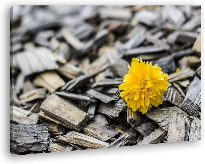deyoli gelbe Blume auf Holz im Format: 80x60 als Leinwandbild, Motiv fertig gerahmt auf Echtholzrahm