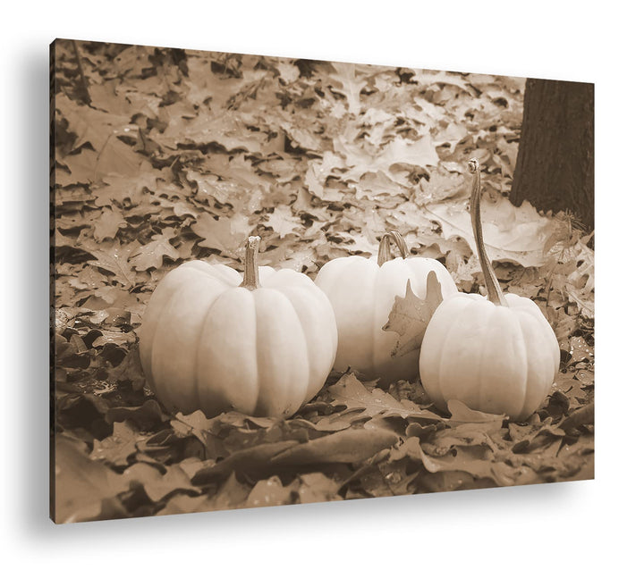 deyoli Herbstliche Kürbise Effekt: Sepia Format: 100x70 als Leinwandbild, Motiv fertig gerahmt auf E