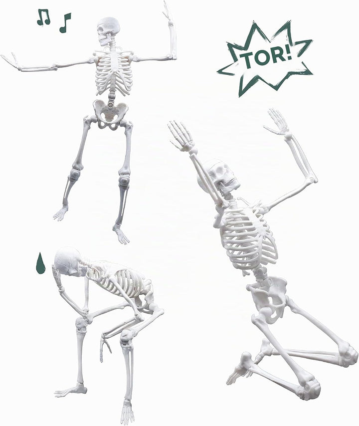 Buki - 2180 - Skelett 45 cm